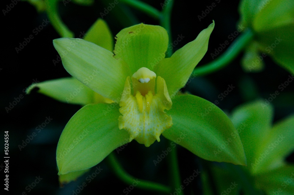 Naklejka premium Palmiarnia in Lodz, Poland