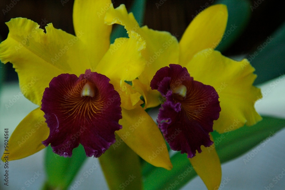 Naklejka premium Palmiarnia in Lodz, Poland