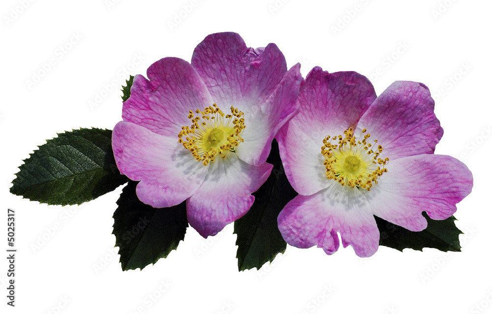 Naklejka premium Wild roses