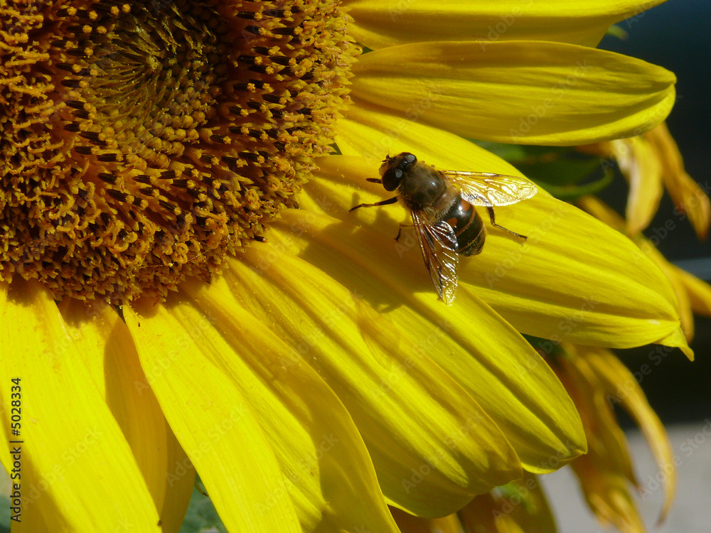 Sunflower and the Bee Sunflower and the Bee