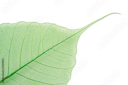 Colored leaf of detail on white background