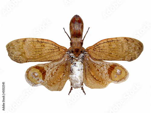 Peanut-head bug. photo