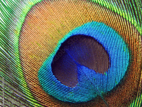 Peacock eye. © sabrihayes