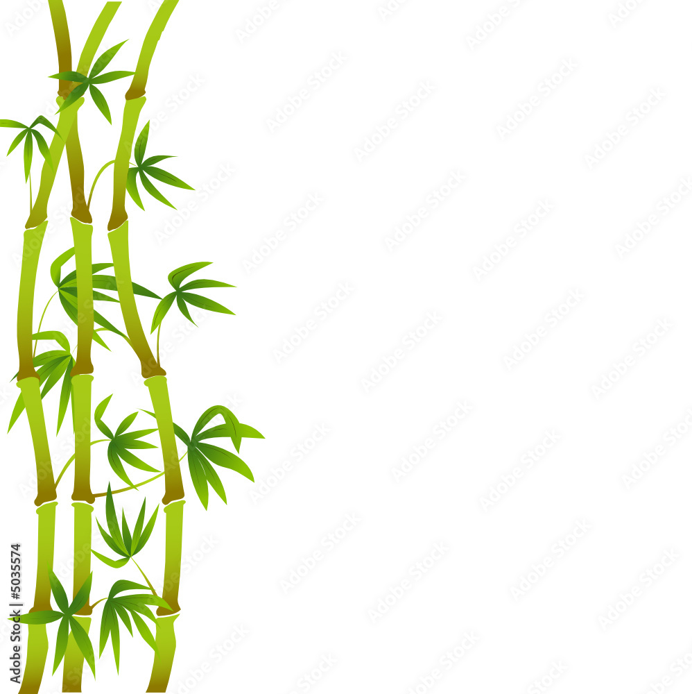 Fototapeta premium Bambusowe drzewa na białym tle