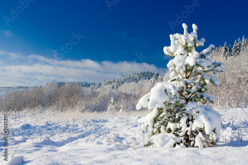 Pine