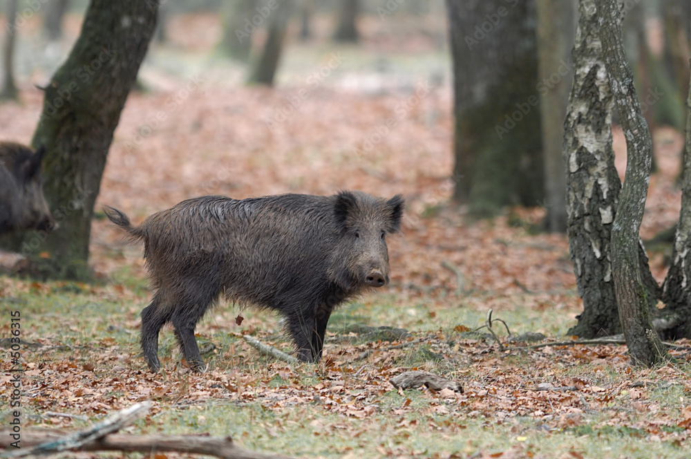 Sanglier Sanglier