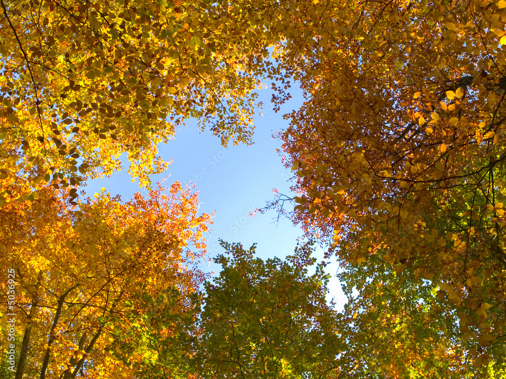 fullesFageda fullesFageda
