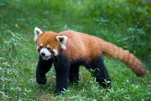 Panda rosso - Panda minore