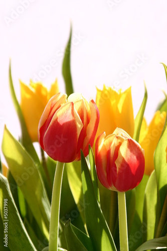 Frühling - Tulpenpaar im Gegenlicht