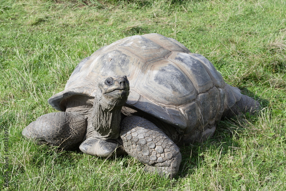 Fototapeta premium Turtle observing vicinity at green meadow