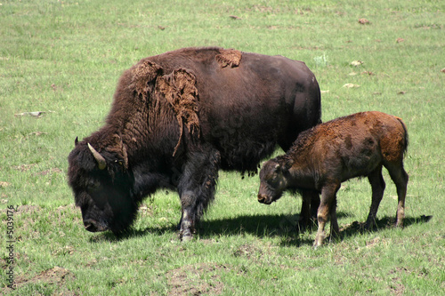 Bison Cow and Calf (Bison bison)
