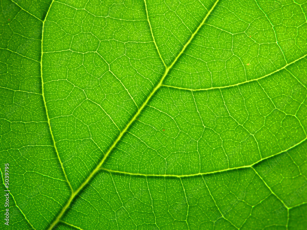 leaf structure leaf structure