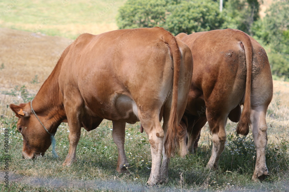 cul des vaches