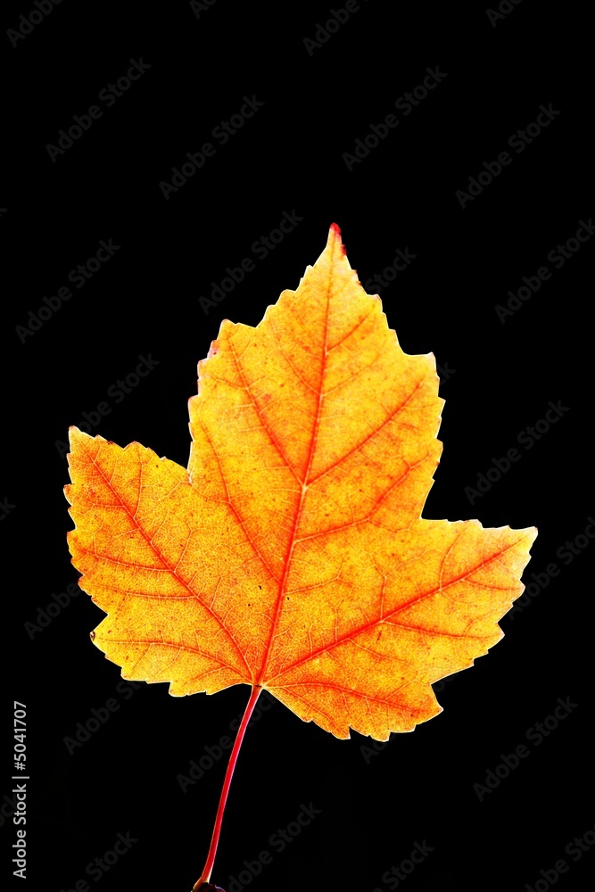 Fototapeta premium maple leaf
