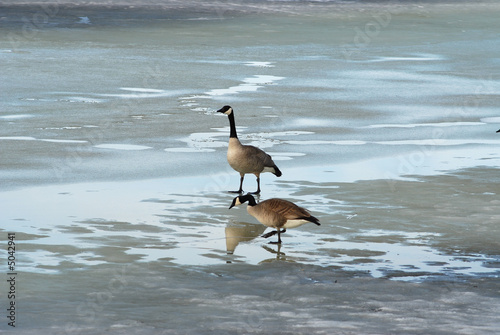 Two Geese on a Pond