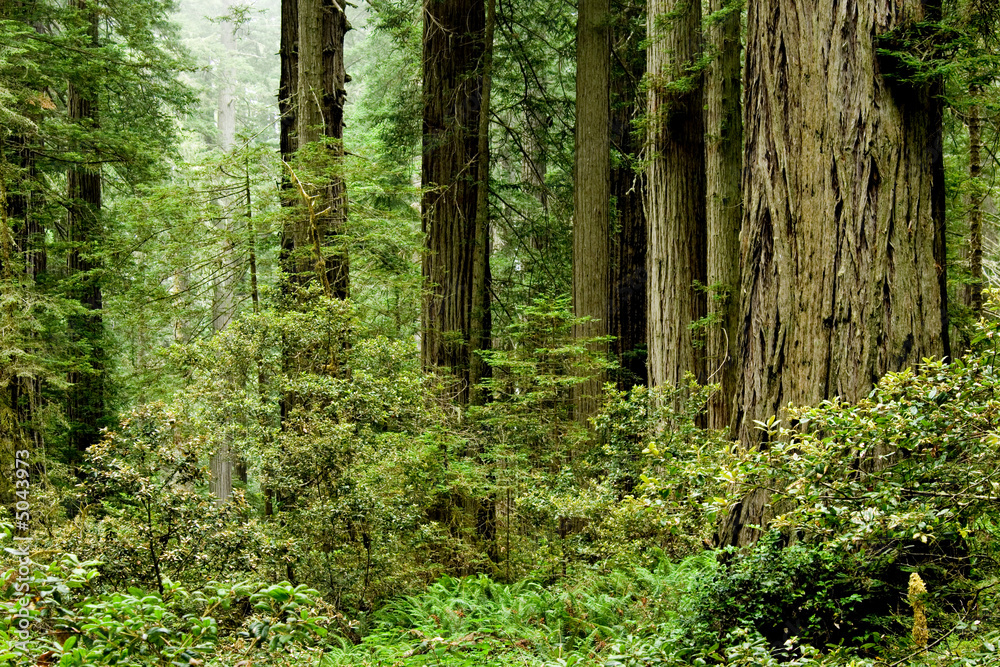 Relict sequoia trees in Redwood National park Relict sequoia trees in Redwood National park