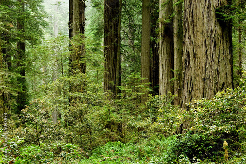 Relict sequoia trees in Redwood National park