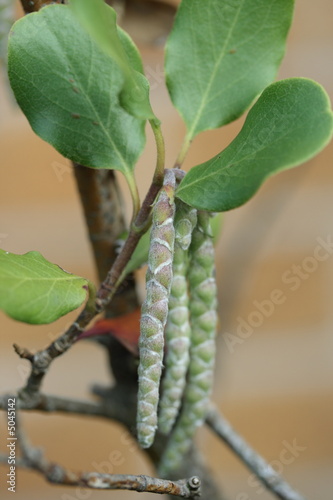 garrya elliptica