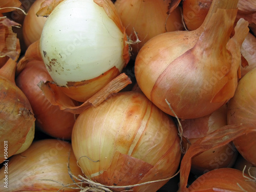 onion photo