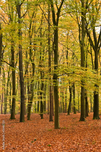 open beech forest