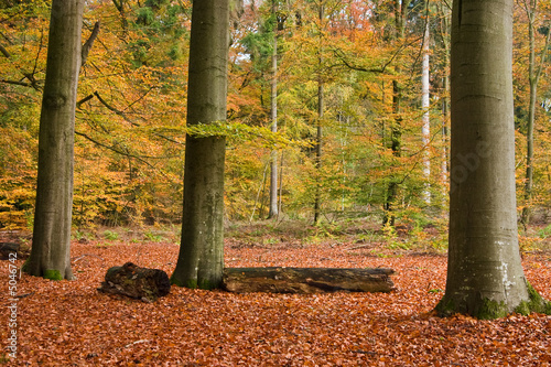 beech trees