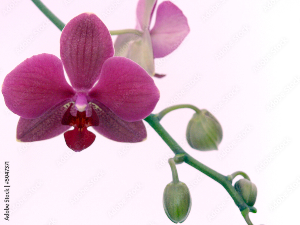 Obraz premium Orchidee