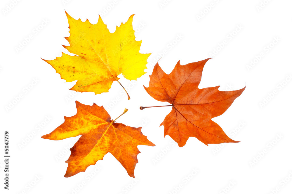 Three maple leaves Three maple leaves