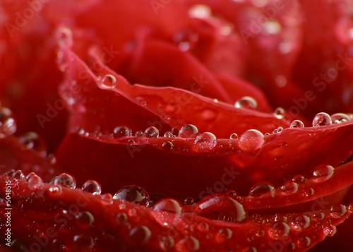 red rose with drops