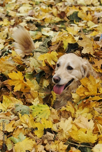 Dans les feuilles