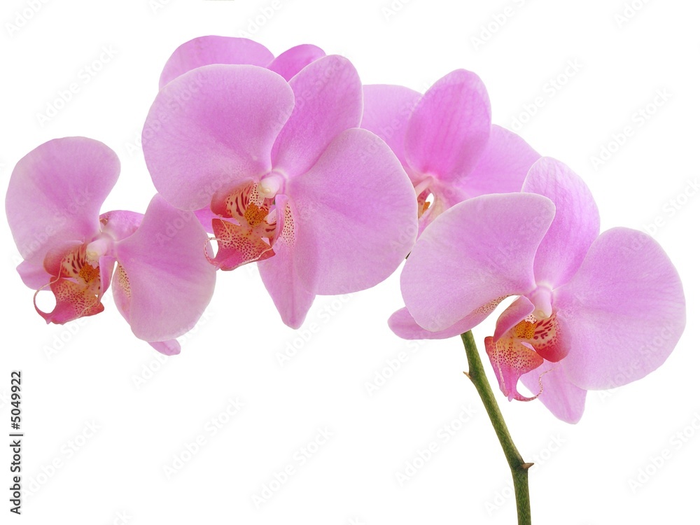 pink orchid pink orchid