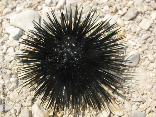 sea-urchin