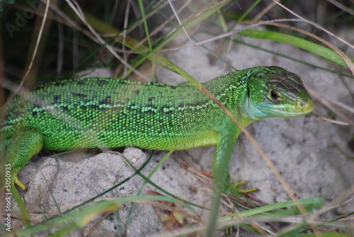 lezard vert photo