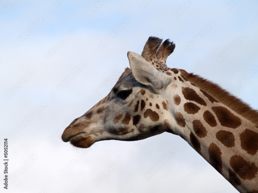 Fototapeta premium giraffe