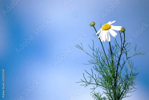 Chamomile flower on a sky backgeround photo