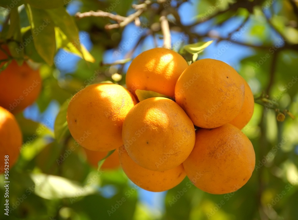 fresh tangerine fresh tangerine