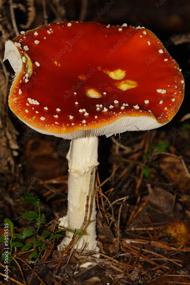 Fototapeta premium Fliegenpilz