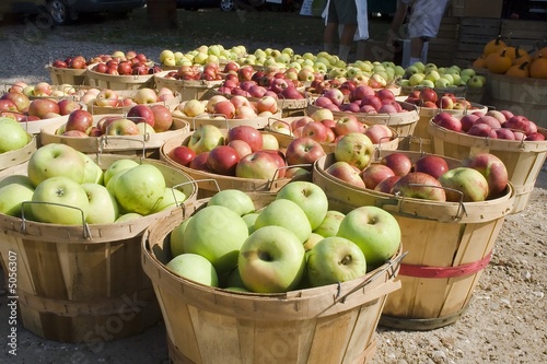 bushels of apples photo
