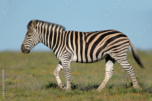 Obraz na plátně Plains ( Burchell's) Zebras (Equus quagga