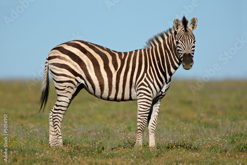Plains  Burchell s  Zebras  Equus quagga 