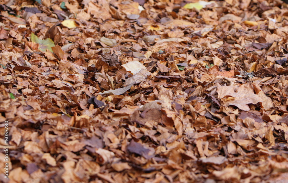 fall leaf background fall leaf background