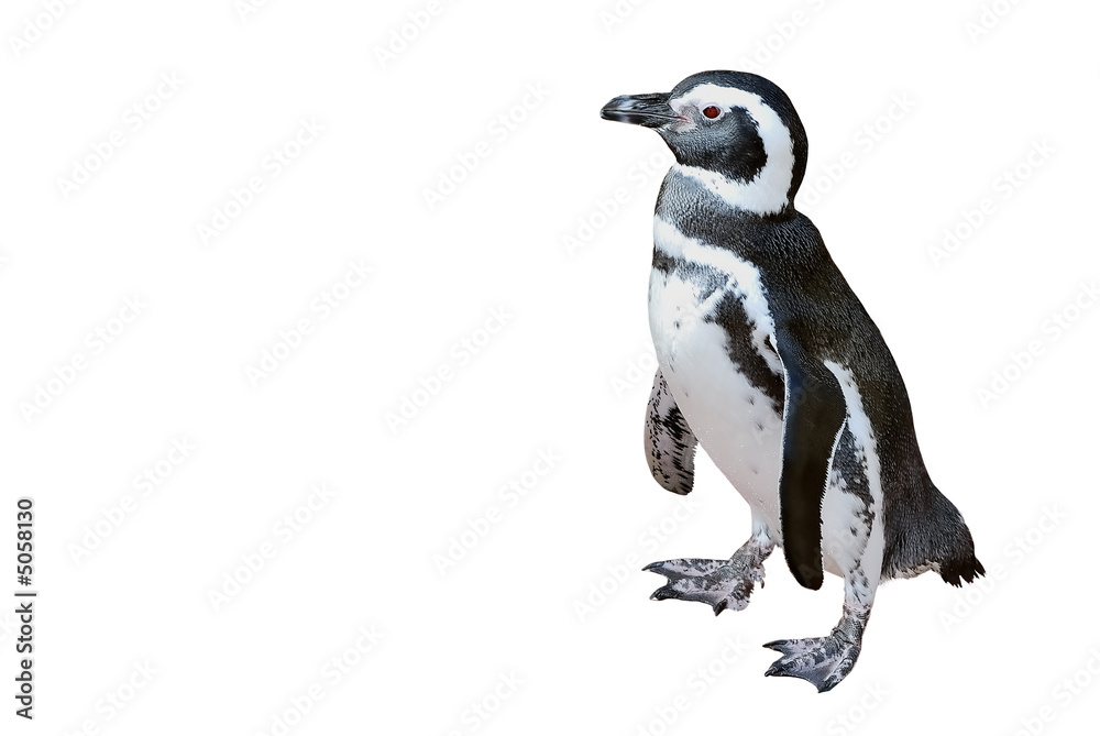 Naklejka premium pingwin