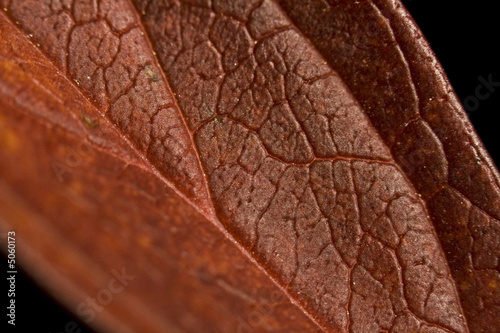 foglia rossa macro