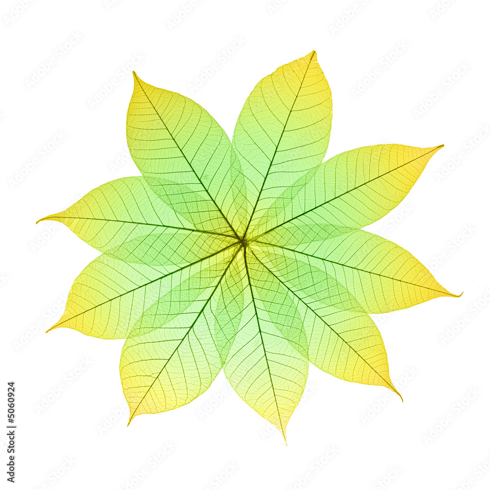 Skeleton Leaves Flower Skeleton Leaves Flower