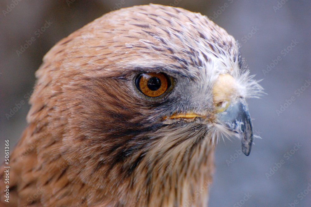 Naklejka premium falconiformes