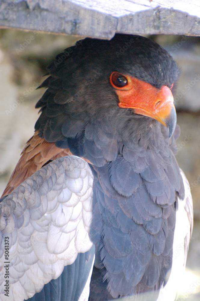 Obraz premium Rapace abrité