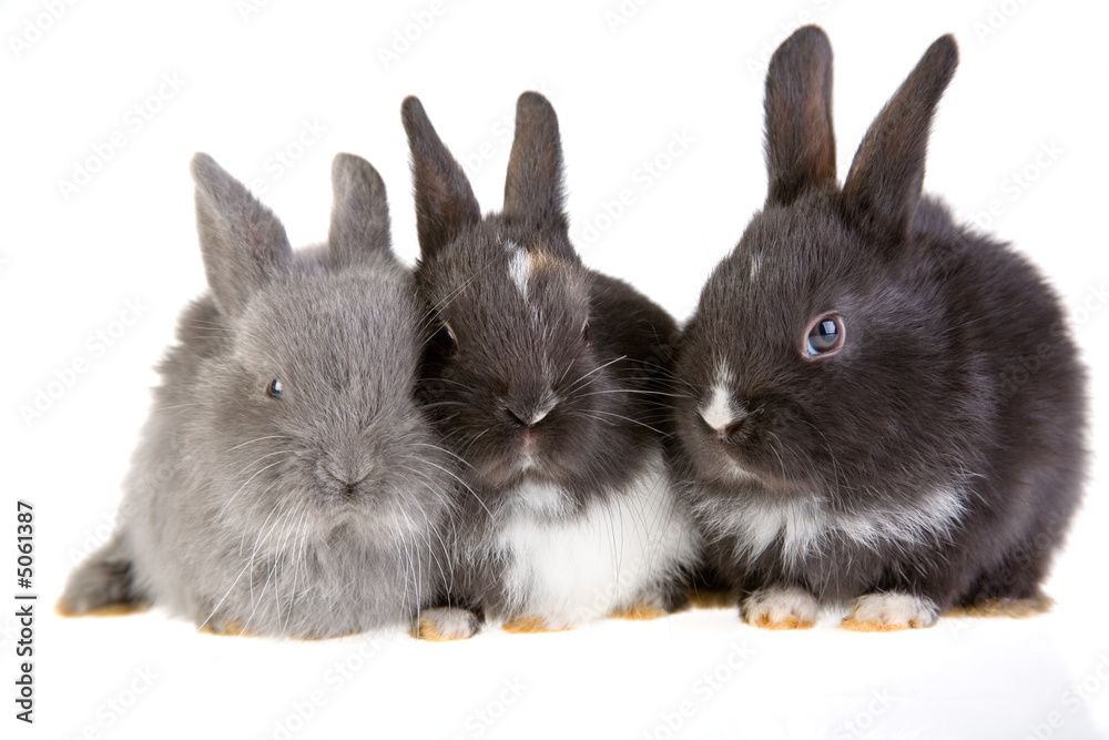Obraz premium three bunny