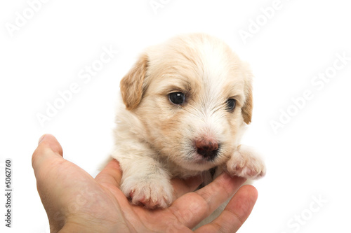 caring for litte puupy