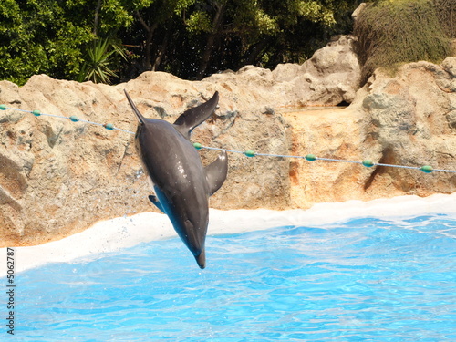 Leaping Dolphin