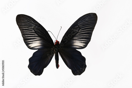 Black butterfly