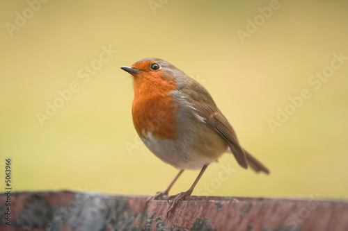 Robin Redbreast - erithacus rubecula © KDImages
